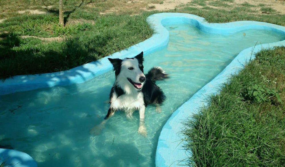 Las mejores piscinas para perros